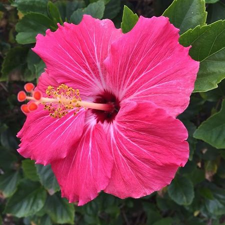Flamingo Inn Sarasota Bagian luar foto